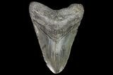Huge, Megalodon Tooth - Georgia #76472-1